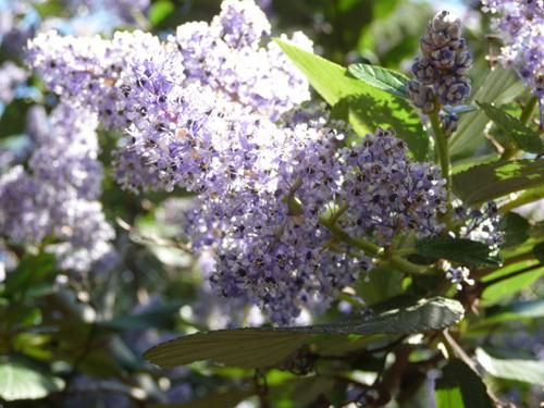 Cliff Schmidt ceanothus